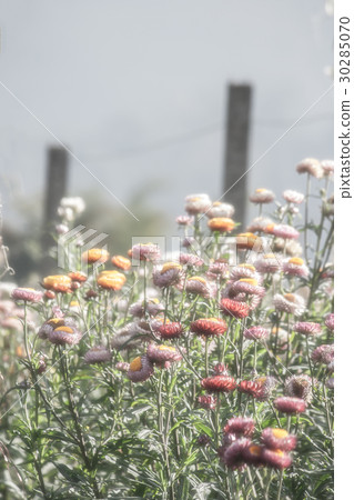 Everlasting flower (Helichrysum bracteatum). 30285070