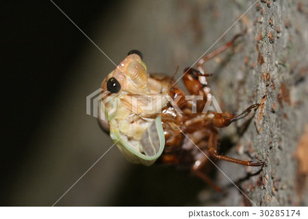 Cicadas emerging Cicadas emerging 30285174
