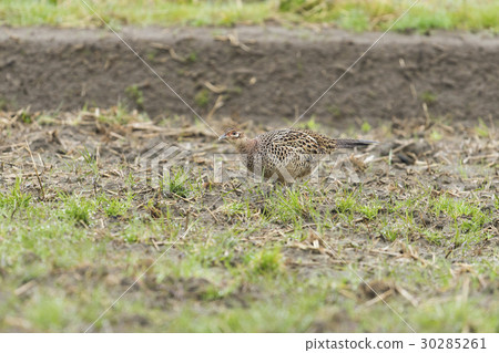 Pheasant female (pheasant) 30285261