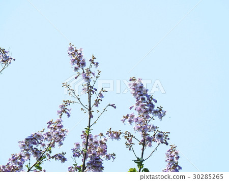 玫瑰花 玫瑰花 30285265