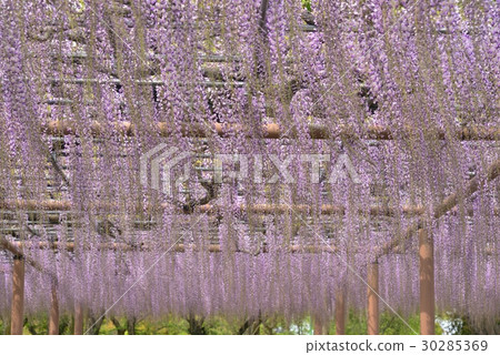 Wisteria flowers Wisteria flowers 30285369