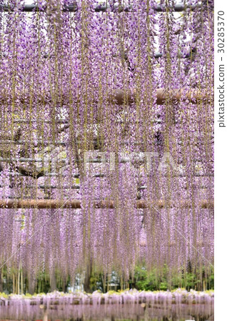Wisteria flowers Wisteria flowers 30285370