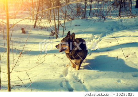 Dog walking in snowy forest in winter. Dog walking in snowy forest in winter. 30285823