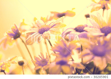 Flowers in a garden in sunny day. Flowers in a garden in sunny day. 30285901