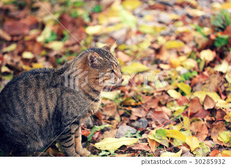 Cat sitting on the leaves in autumn 30285932