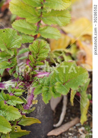 Black Length Japanese radish young leaves 30286502