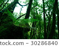 叢林 30286840