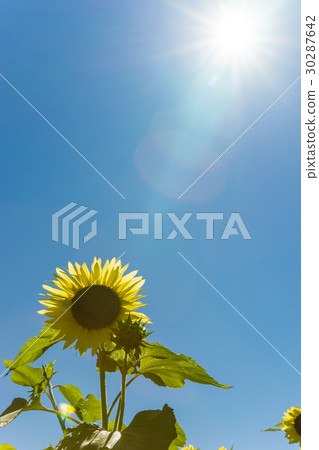 Sunflower and sun 30287642