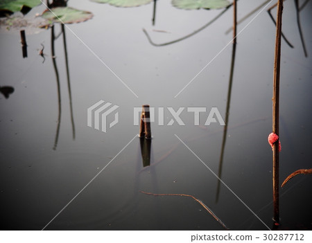 colorful cherry pink snail eggs on wetland plant 30287712
