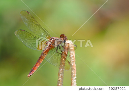 Frozen dragonfly (female) 30287921
