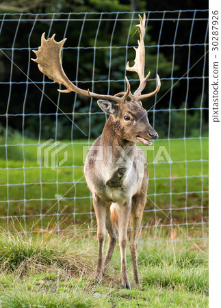 Happy Stag Happy Stag 30287926