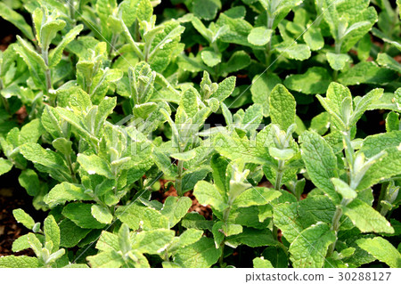 Pineapple mint herb field 30288127