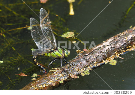 鬥雞眼(產卵) 鬥雞眼(產卵) 30288299