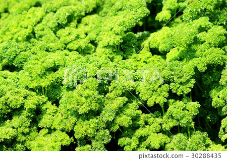 Parsley herb field Parsley herb field 30288435