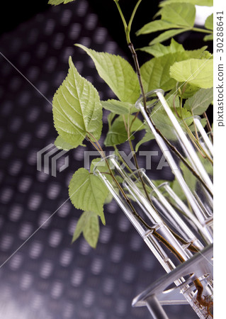 Plants in lab Plants in lab 30288641