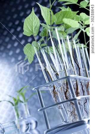 Plants in lab 30288643