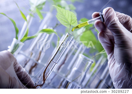 Plants In Lab - Stock Photo [30289227] - PIXTA