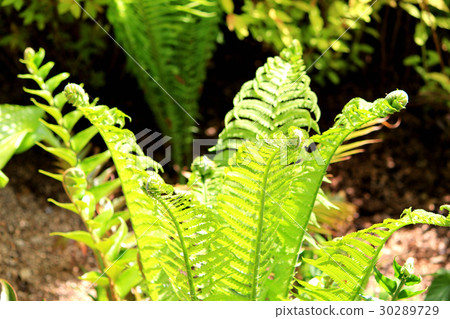 Grass Su Railway Kogomi Herb Field Grass Su Railway Kogomi Herb Field 30289729