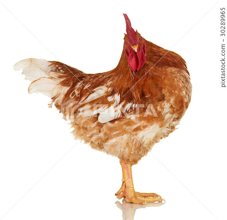 Rooster on white, live chicken, one farm animal Rooster on white, live chicken, one farm animal 30289965