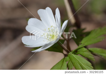 札幌triangan山菊花 30290105