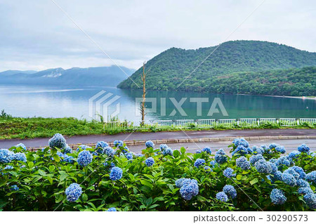 Hydrangea lakeside shikotsuko 30290573