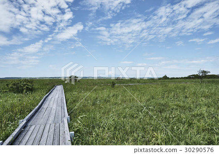 Sarobetsu wilderness in the original flower garden 30290576