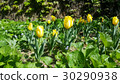 Yellow tulips 30290938