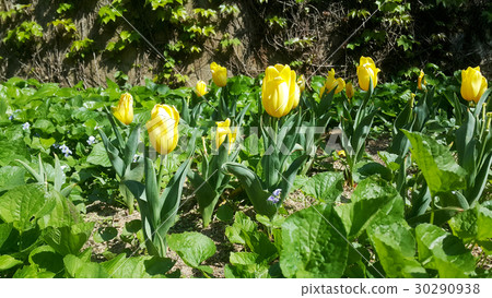 Yellow tulips Yellow tulips 30290938