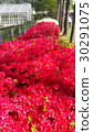 Red azalea (vertical) 30291075
