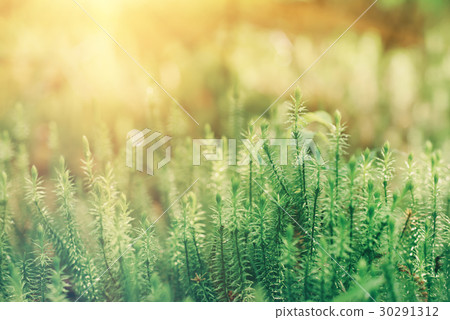 Green moss background 30291312