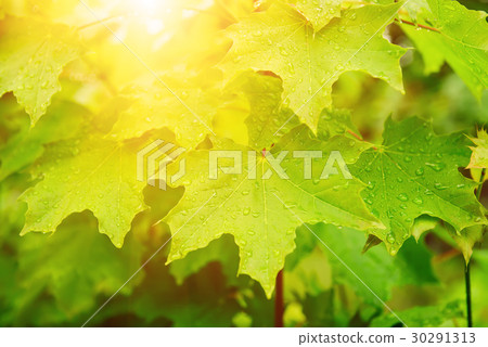 Maple leaves background 30291313