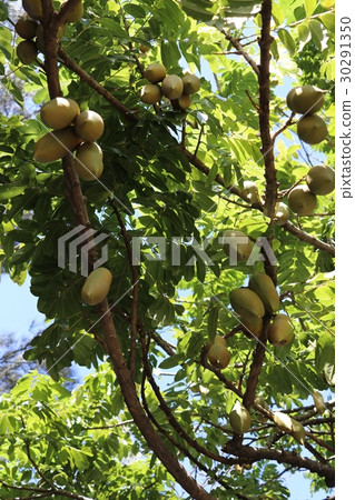 Moreton bay chestnut Jack and beanstalk 30291350