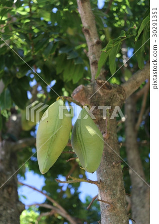 Moreton bay chestnut Jack and beanstalk Moreton bay chestnut Jack and beanstalk 30291351