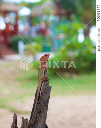Proudded lizard, climbing on top of branch. 30291531