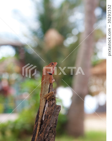 Proudded lizard, climbing on top of branch. 30291532