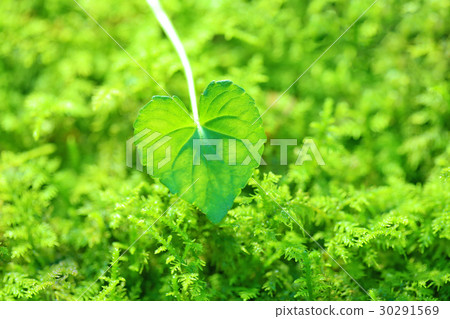A piece of hard green green leaves against a fresh green background 30291569