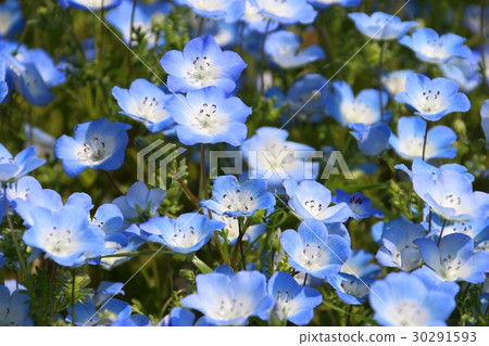 可愛的Nemophila 可愛的Nemophila 30291593