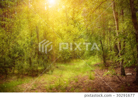 Summer green forest Summer green forest 30291677