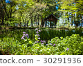 Spring flowers blooming in the pond 30291936