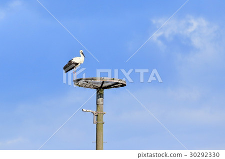 Toyooka's stork Toyooka's stork 30292330