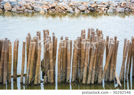 Bamboo shore erosion along the waves of the sea. Bamboo shore erosion along the waves of the sea. 30292546