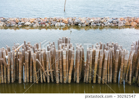 Bamboo shore erosion along the waves of the sea. Bamboo shore erosion along the waves of the sea. 30292547
