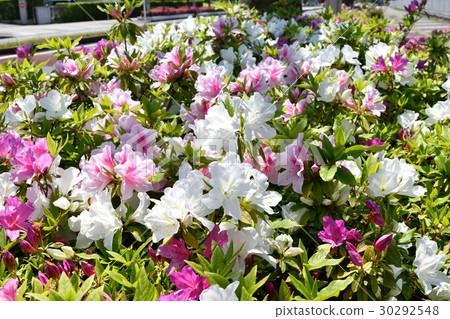 Pink and white azalea Pink and white azalea 30292548