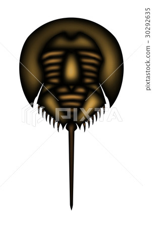 Horseshoe crab 30292635