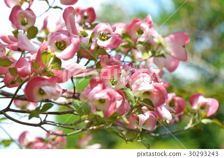 Total bracts of flower woods enveloping buds of florets 30293243