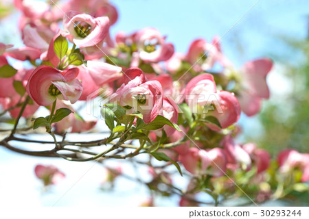 Total bracts of flower woods enveloping buds of florets Total bracts of flower woods enveloping buds of florets 30293244