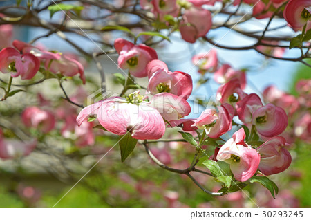 花叢的總苞片包圍小花的芽 花叢的總苞片包圍小花的芽 30293245