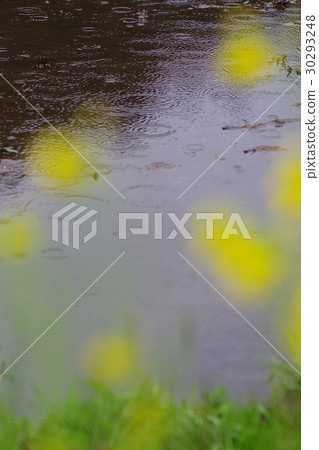Raindrop waterfall water ring paddy field nanohana 30293248