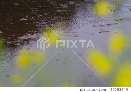 Raindrop waterfall water ring paddy field nanohana Raindrop waterfall water ring paddy field nanohana 30293249