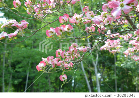 Total bracts of flower woods enveloping buds of florets Total bracts of flower woods enveloping buds of florets 30293345